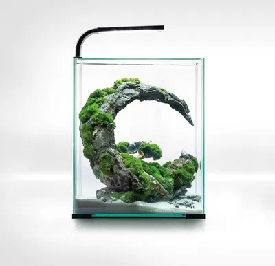 A small, modern aquarium with a curved rock formation covered in moss, illuminated by an overhead LED light.