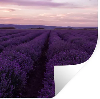 Produktbild von MuchoWow® Wandtattoo Wandsticker Wandaufkleber Lavendel - Lila - Blumen - Natur 30x30 cm Selbstklebend und Repositionierbar - Repositionierbar - Wasser abweisend