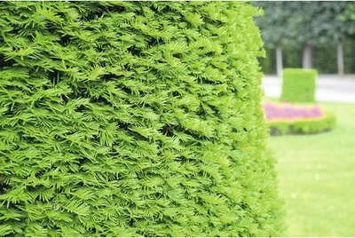 Produktbild von Tis obyčajný FloraSelf Taxus baccata výška 125-150 cm v kvetináči click