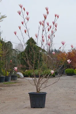 Produktbild von Magnolie ´HEAVEN SCENT´ 90-100 cm, Cont. 5 l