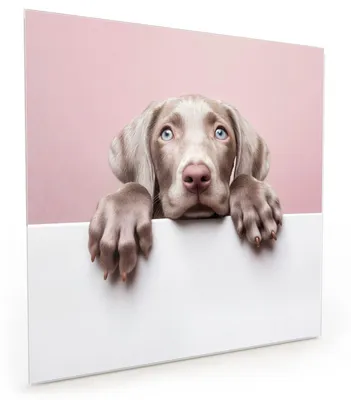 Produktbild von Küchenrückwand Spritzschutz Glas mit Motiv Niedlicher Welpe 40 x 40 cm