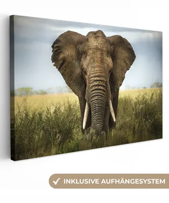 Produktbild von MuchoWow® - Leinwandbilder - Elefant - Natur - Gras - Tiere - Landschaft, Wandbild, Wanddeko Bilder Wohnzimmer, 120x80 cm