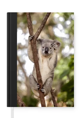 Obrázok produktu pre MuchoWow® Zápisník Denník Rozpočet A5 Koala - Pobočky - Zviera - Deti - Chlapci - Dievčatá