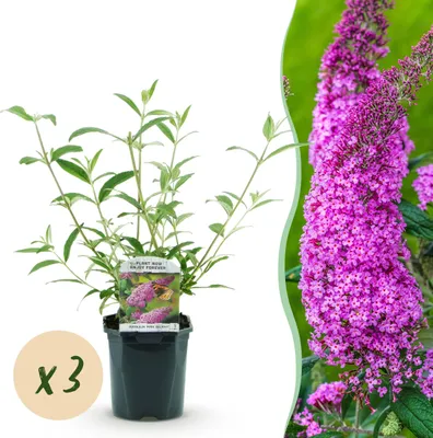 Produktbild von Buddleja davidii Pink Delight - Schmetterlingsstrauch - Winterhart - Rosa - 3 Pflanzen - 35-45cm - Ø17cm - Gartenpflanze