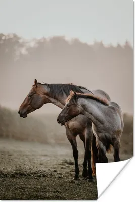 Produktbild von MuchoWow® Poster Pferde - Nebel - Wiese 40x60 cm - Plakate für die Wand - Poster Babyzimmer