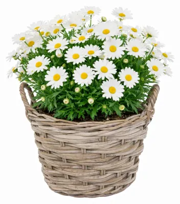 Produktbild von Mega Collections Pflanzenkorb Heeg - Rattan - D30 x H23 cm - hellbraun/grau - mit Griffen