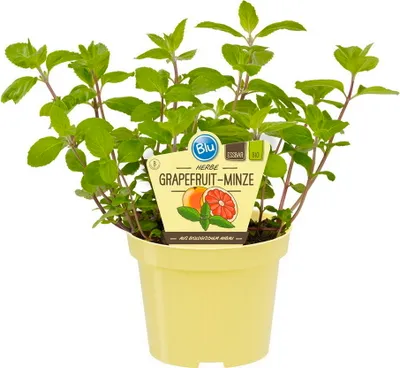 Zdjęcie produktu dla Organiczna mieta grejpfrutowa - Mentha suaveolens x piperita - roslina ziolowa w doniczce 12 cm