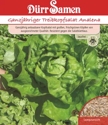 Produktbild von Treibkopfsalat Analena | Treibkopfsalatsamen von Dürr Samen