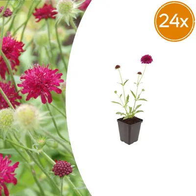 Zdjęcie produktu dla Knautia macedonica | 24 sztuki - 10-25cm - Ø9cm - Roślina ogrodowa
