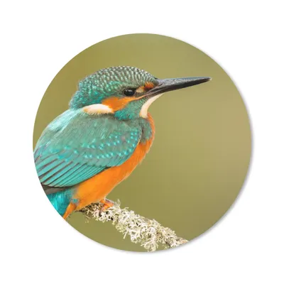 Produktbild von MuchoWow® Mauspad Mousepad Eisvogel - Tiere - Vogel 30x30 cm - Mousepads - Maus Mat - Pad - Mausunterlage - Tischunterlage - Schreibtischmatten