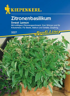 Produktbild von Zitronenbasilikum Sweet Lemon | Basilikumsamen von Kiepenkerl