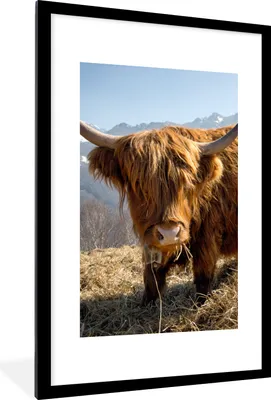 Produktbild von MuchoWow® Gerahmtes Poster Schottischer Highlander - Berg - Schnee 60x90 cm - Poster mit Schwarzem Bilderrahmen Wandposter Rahmen Foto Bilder - Dekoration - Wandposter Wohnzimmer - Hochwertig