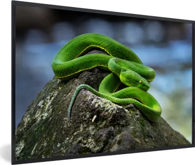 Produktbild von MuchoWow® MuchoWow® Gerahmtes Poster Grüne Schlange auf Stein 90x60 cm - Poster mit zchwarzem Bilderrahmen - Fotorahmen - Foto-Plakat