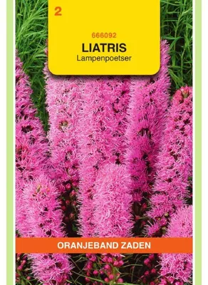 Imagen del producto de Oranjeband Liatris Spicata - 1 paquete de semillas