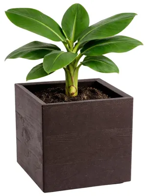 Immagine prodotto di HowHomely | Vaso da fiori - Vaso - marrone - 30 x 30 x 30 cm - Coprivaso su ruote - Pratico