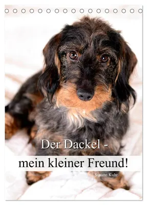 Produktbild von Der Dackel - mein kleiner Freund (Tischkalender 2027 DIN A5 hoch), CALVENDO Monatskalender