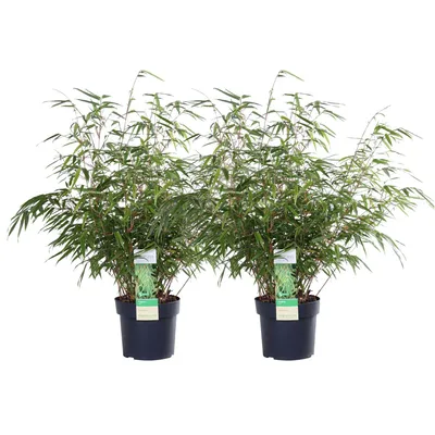 Immagine prodotto di Bambù rosso 2x- ↨60cm - Ø19