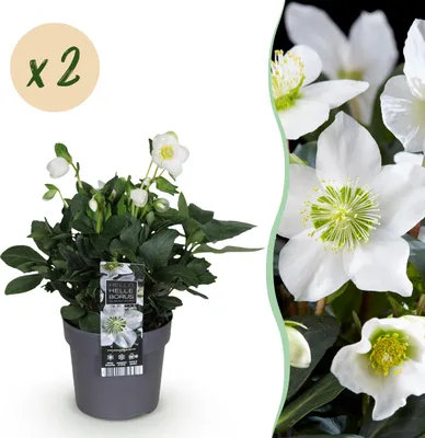 Image de Rose de Noël - Helleborus Christmas Carol - Fleur blanche -2 Plantes - Feuillage persistant - 30cm - Ø14cm - Plante de jardin