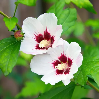 Produktbild von Garteneibisch Hibiscus syriacus Hamabo – Strauch – Blüte Hellrosa – Pflegeleicht – 17cm Höhe 45cm – Für sonnige & halbschattige Standorte – Schmetterlingsfreundlich