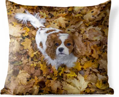 Produktbild von MuchoWow® Outdoor Kissen - Cavalier King Charles Spaniel unter dem Herbstlaub - 45x45 cm - Wetterfest - Lounge Kissen - Fotokissen - Dekoratives Kissen