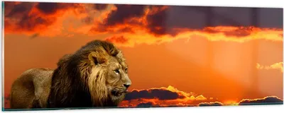 Produktbild von Bilder auf glas - Löwe Sonne Landschaft - 90x30cm - Glasbilder - Wandbilder - Kunstdruck - zum Aufhängen bereit - Wanddekoration aus Glas - Glas Bilder - Wandbild auf Glas - Einteilig - GAB90x30-0230
