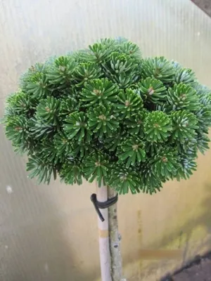 Produktbild von Abies koreana Wellenseind - Koreatanne - Hochstamm - 50
