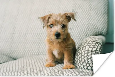 Produktbild von MuchoWow® Poster Ein Welpe sitzt auf der Couch 120x80 cm - Bilder