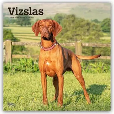 Produktbild von Vizslas - Kurzhaariger Ungarischer Vorstehhund 2026 - 16-Monatskalender