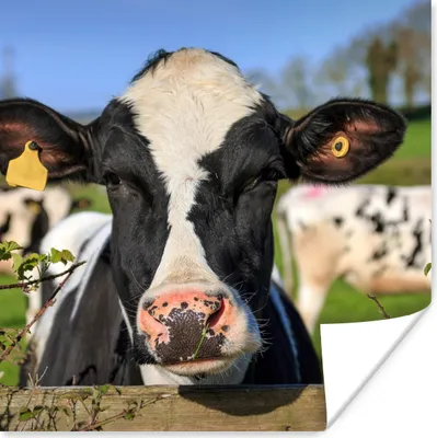 Produktbild von MuchoWow® Poster Kuh - Zaun - Gras - Tiere 75x75 cm - Wand Dekoration