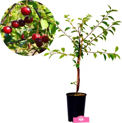 Produktbild von Prunus 'Porthos'® Einzigartiger Kirschstrauch, 3 Liter Topf