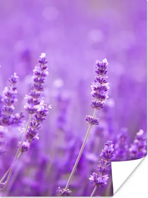Produktbild von MuchoWow® Poster Lavendel - Nahaufnahme - Blumen - Lila 120x160 cm - Wandbilder