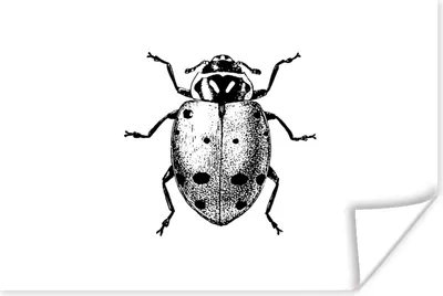 Produktbild von MuchoWow® Poster Vintage - Marienkäfer - Insekten - Schwarz und weiß 180x120 cm - Fotoplakat