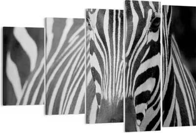 Produktbild von Bild auf Leinwand - Leinwandbild - Tiere Zebra gestreift - 150x100cm - Wand Bild - Wanddeko - Leinwanddruck - Bilder - Kunstdruck - Wanddekoration - Leinwand bilder - Wandkunst - EG150x100-2254