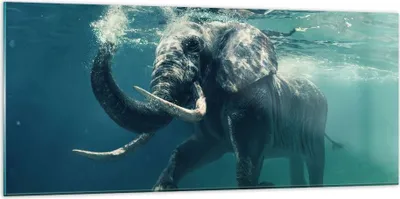 Produktbild von Bilder auf glas - Elefant Tier Wasser - 120x50cm - Glasbilder - Wandbilder - Kunstdruck - zum Aufhängen bereit - Wanddekoration aus Glas - Glas Bilder - Wandbild auf Glas - Einteilig - GAB120x50-3944
