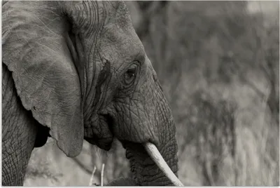 Produktbild von MuchoWow® Poster Elefant - Tiere - Schwarz - Weiß 60x40 cm - Schlafzimmerdekoration