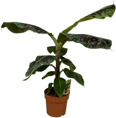 Immagine prodotto di Pianta di banana Musa – pianta tropicale da appartamento – altezza circa 80 cm – Ø 21 cm – pianta decorativa con grandi foglie verdi per soggiorno, ufficio e balcone