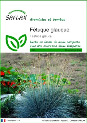 Image de SAFLAX  - Fétuque glauque - 50 graines - Festuca