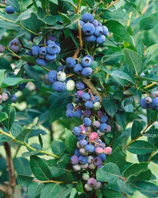 Produktbild von Vaccinium corymbosum 'Hardyblue', Heidelbeere, 30–40 cm, winterhart