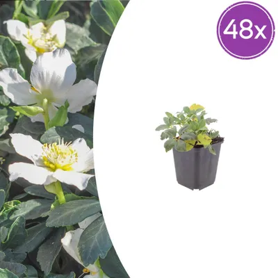 Productafbeelding van Helleborus orientalis | 48 stuks - 10-25cm - Ø9cm - Tuinplant