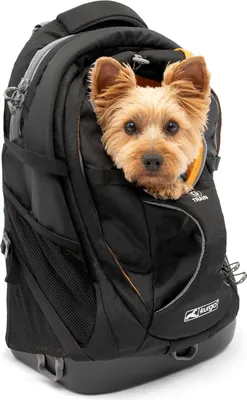 Image de Sac à dos pour petits chiens et chats - Noir - Petsafe Kurgo