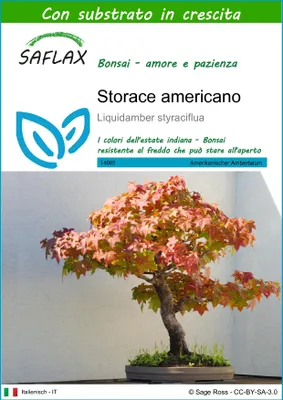 Immagine prodotto di SAFLAX  - Storace americano - 100 semi - Con substrato - Liquidamber