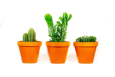 Obrázok produktu pre Gardners Cactus mix, priemer 12 cm