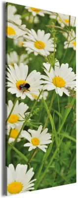 Produktbild von Wallario Premium Leinwandbild Margeritenwiese in Größe 30 x 75 cm