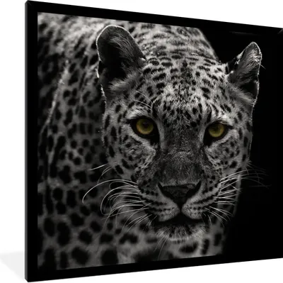 Produktbild von MuchoWow® Gerahmtes Poster Leopard - Schwarz - Weiß 40x40 cm - Poster mit Schwarzem Bilderrahmen Wandposter Rahmen Foto Bilder - Mit Rahmen - Wanddekoration Schlafzimmer