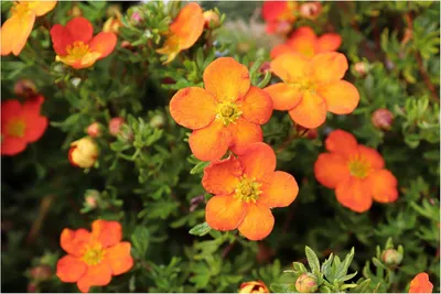 Produktbild von Stauden Gänge 25 x Potentilla fruticosa 'Hopleys Orange' - Oranger Fingerstrauch - Ein Farbenspiel für sonnige Plätze. - Blühende Hecke