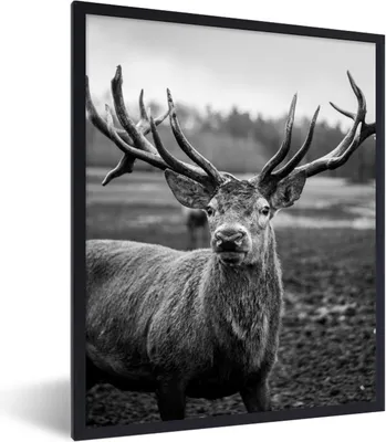 Produktbild von MuchoWow® Gerahmtes Poster Tiere - Hirsch - Geweih - Schwarz und weiß - Natur 60x80 cm - Poster mit Schwarzem Bilderrahmen Wandposter Rahmen Foto Bilder - Premium - Wanddeko Wohnzimmer