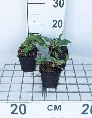 Obrázok produktu pre 6 x Persicaria ampl. 'Fat Domino'® - Sviečkovec - kvetináč 9 x 9 cm