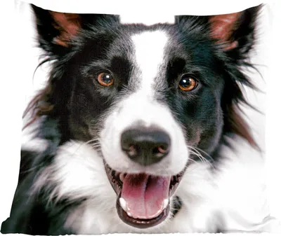 Produktbild von MuchoWow® Zierkissen Sofakissen Wohnzimmer Dekokissen 45x45 cm Fröhlicher Border Collie - Schlafpolster - Polster für das Sofa