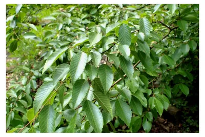 Produktbild von Koreanische Hainbuche Carpinus turczaninowii Pflanze 25-30 cm