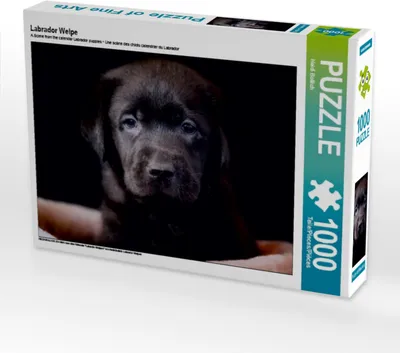 Produktbild von CALVENDO Puzzle Labrador Welpe 1000 Teile Puzzle quer | 1000 Teile Lege-Größe 64x48cm Foto-Puzzle für glückliche Stunden